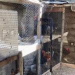 Chicken coop