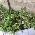 Vegetable garden