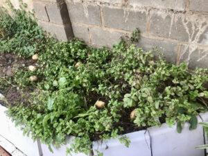 Vegetable garden