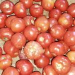 Ripe red tomatoes