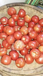 Ripe red tomatoes