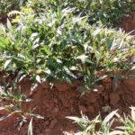Sweet potato plants