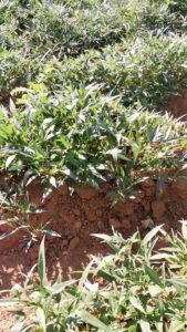 Sweet potato plants