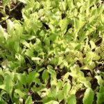 Leafy greens in the garden
