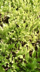 Leafy greens in the garden