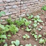 Vegetable garden