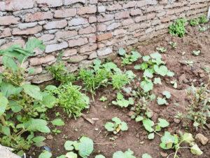 Vegetable garden