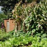 Vegetable garden