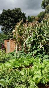Vegetable garden