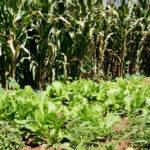 Vegetable garden