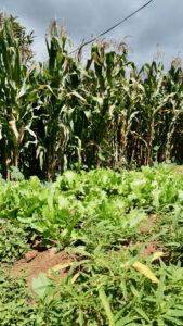 Vegetable garden