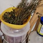 Dried rosemary