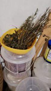 Dried rosemary
