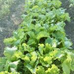 Vegetable garden