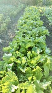 Vegetable garden