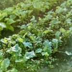 Vegetable garden