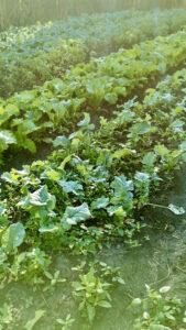 Vegetable garden