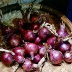 Red Onions