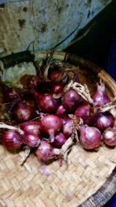 Red Onions