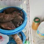 Fridge with fresh fish