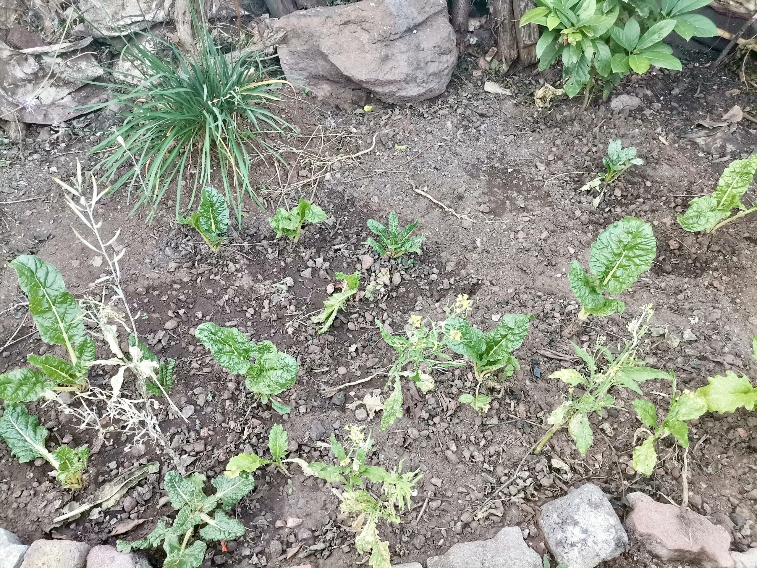 Vegetable garden