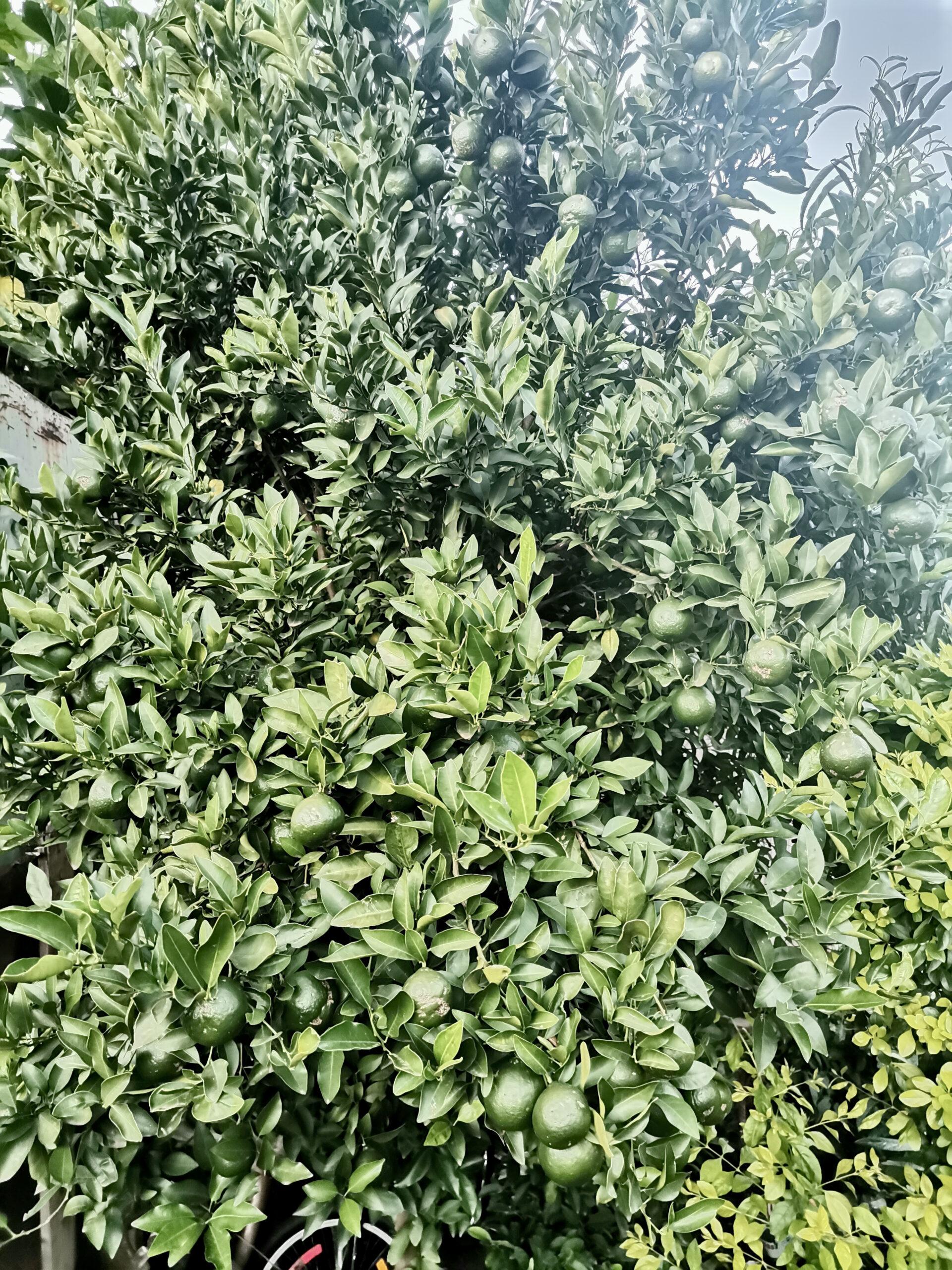 Naartjie tree