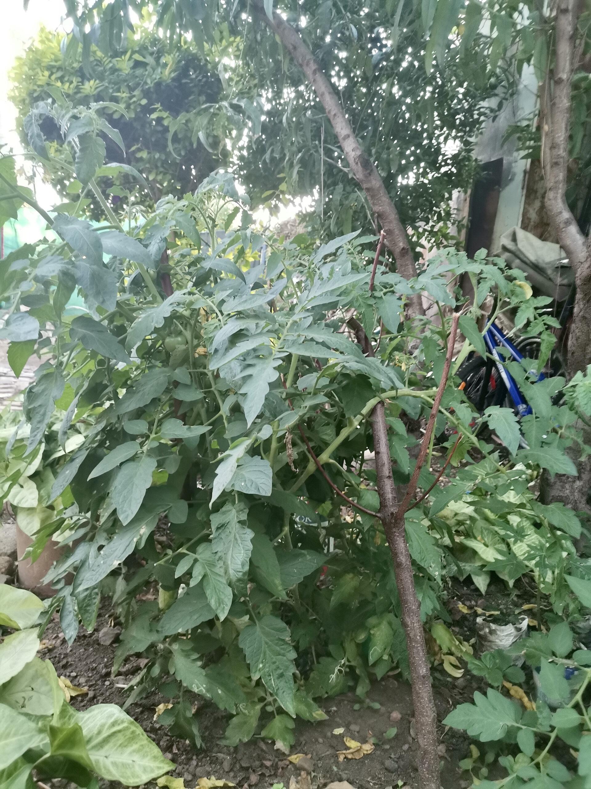 Large tomato plant