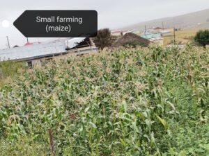Maize in a field