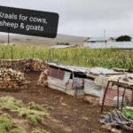 Enclosure for cows, sheep and goats