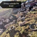 Sheep outside their kraal