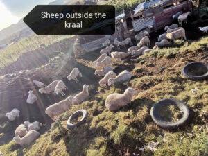 Sheep outside their kraal