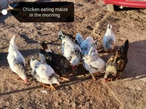 Chickens eating maize