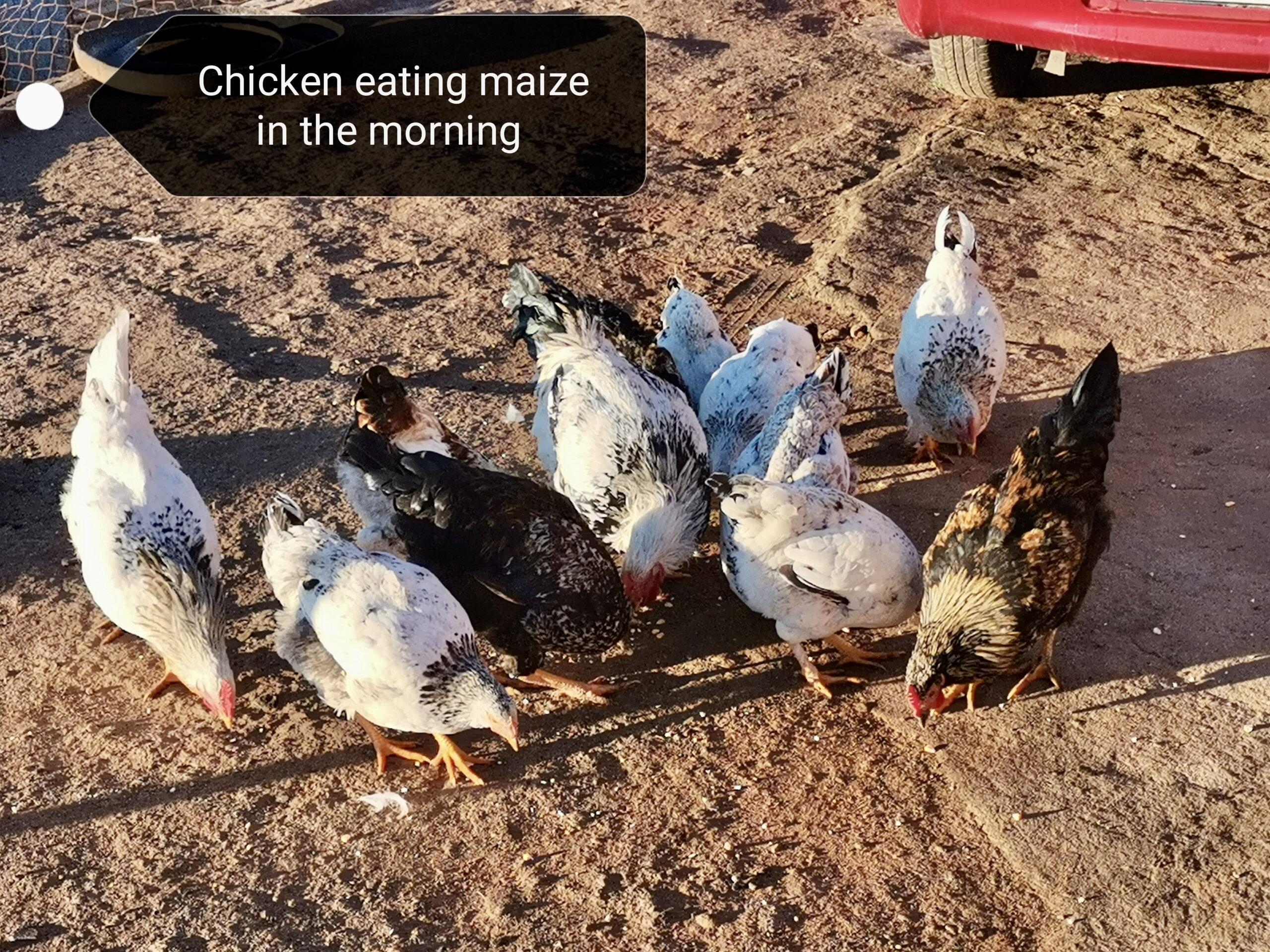 Chickens eating maize