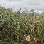 Maize growing in a field