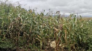 Maize growing in a field