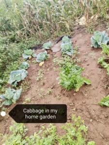 Cabbage in garden