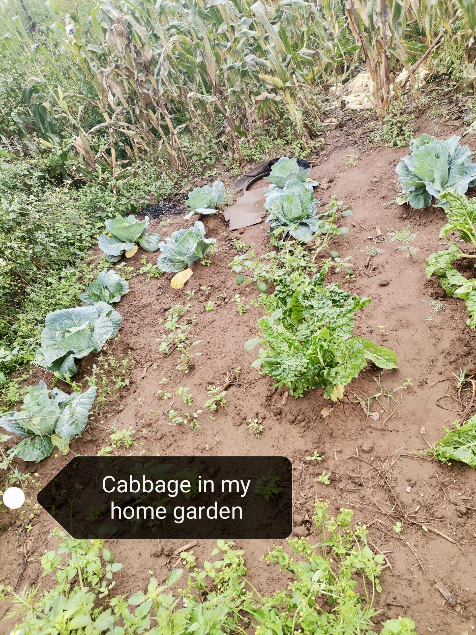 Cabbage in garden