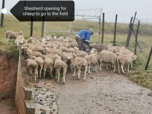 Sheep with their shepherd
