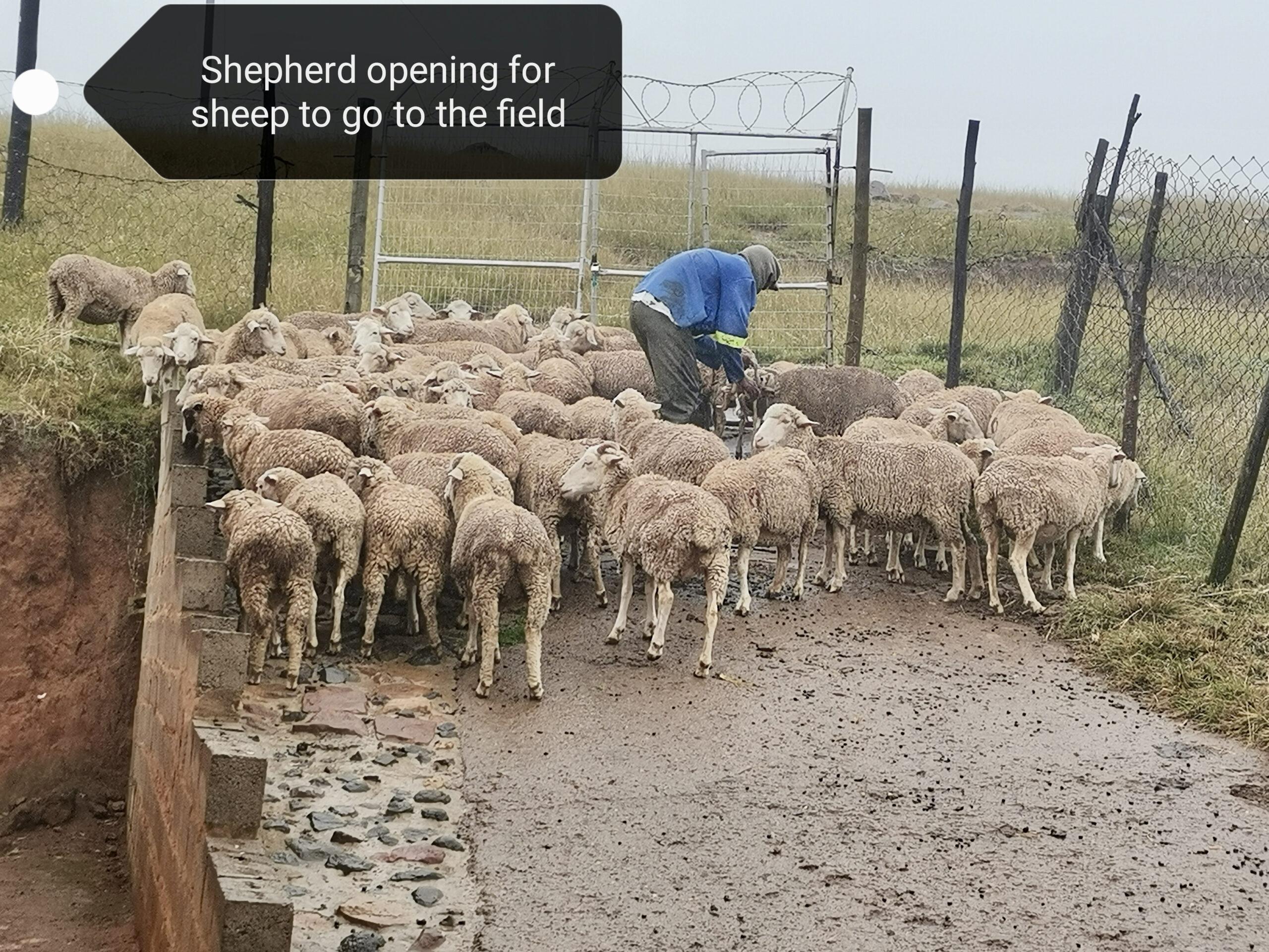 Sheep with their shepherd