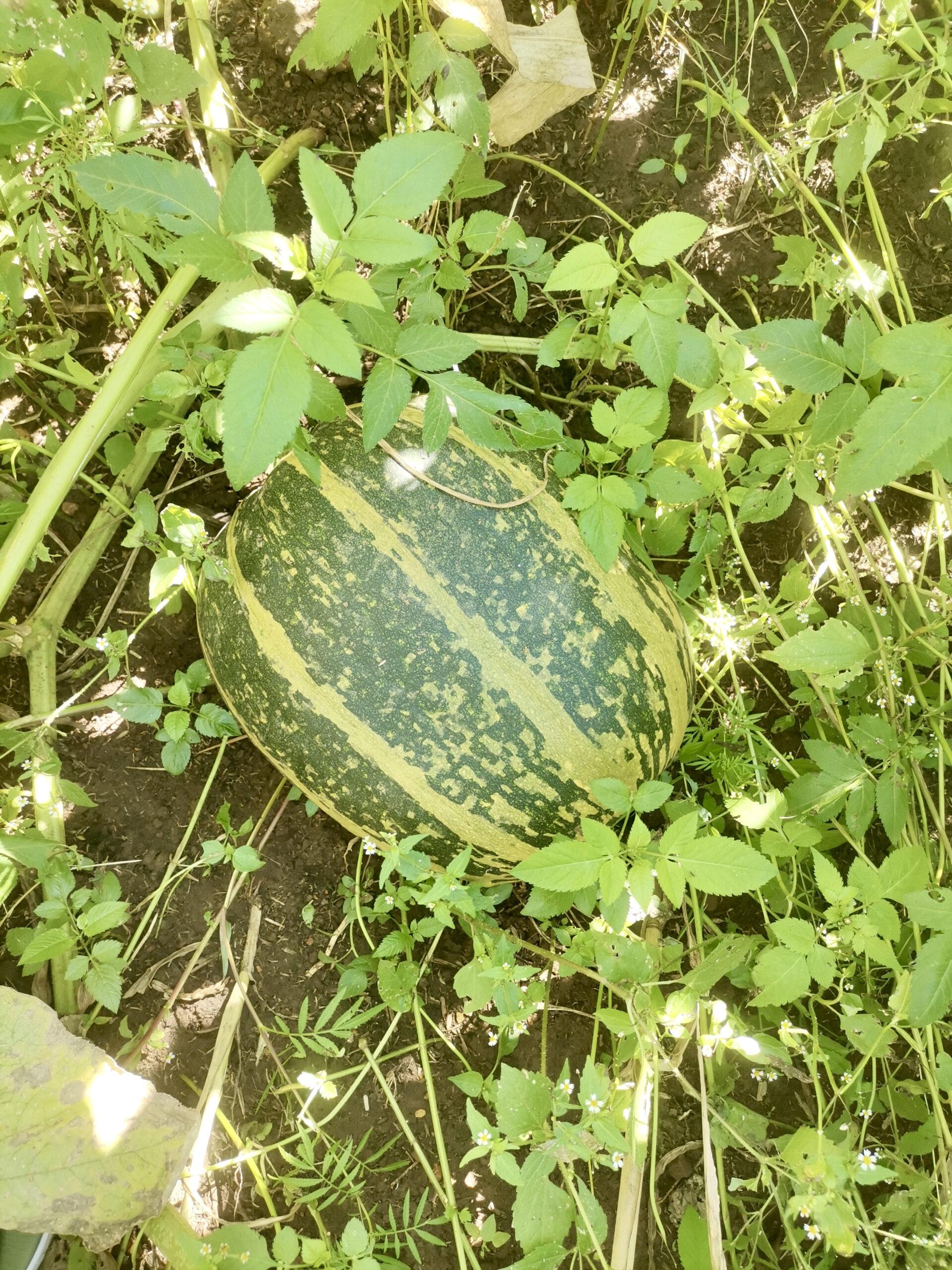 Pumpkin in the garden
