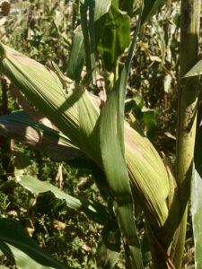 Maize in the garden