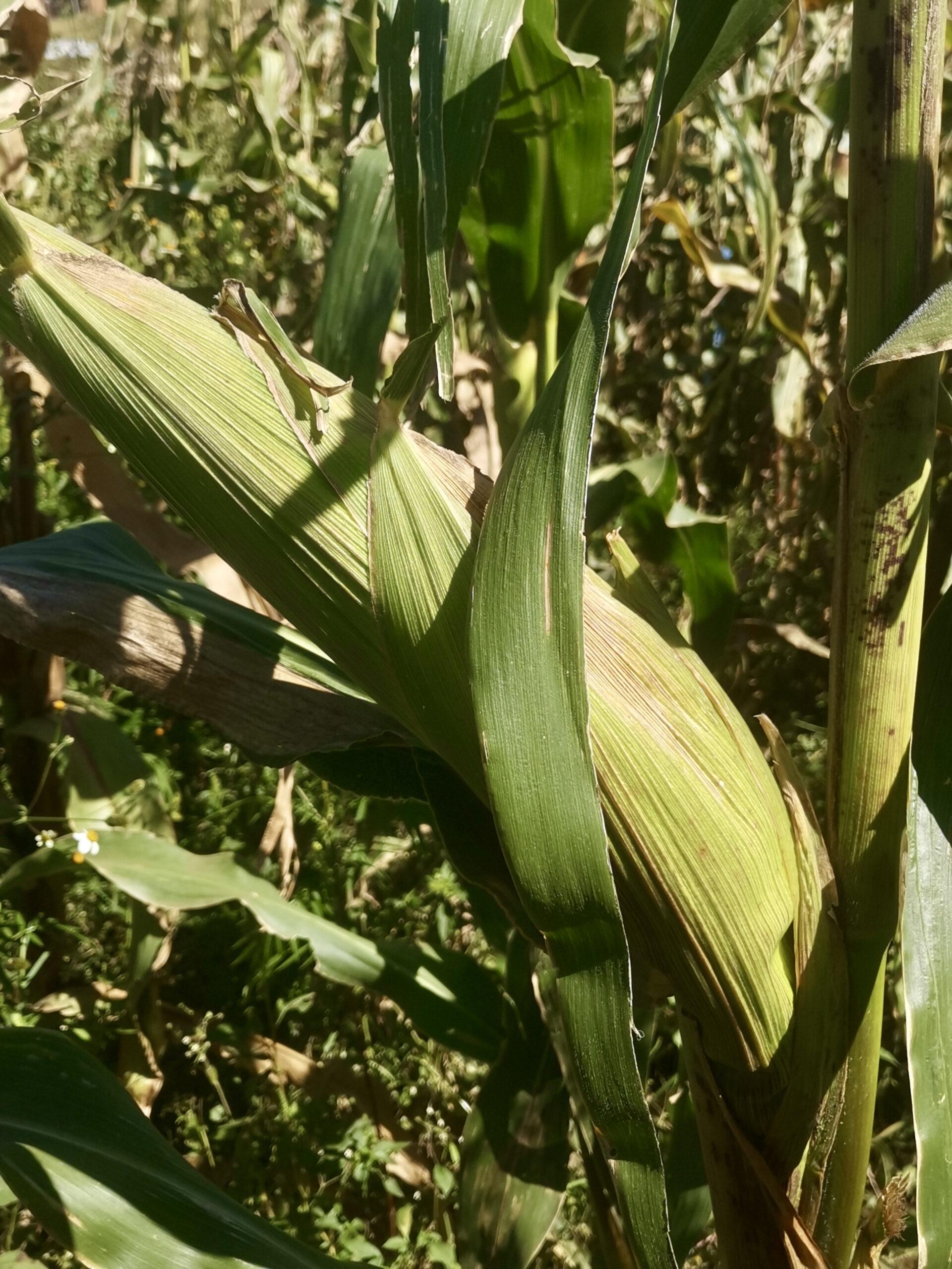 Maize in the garden