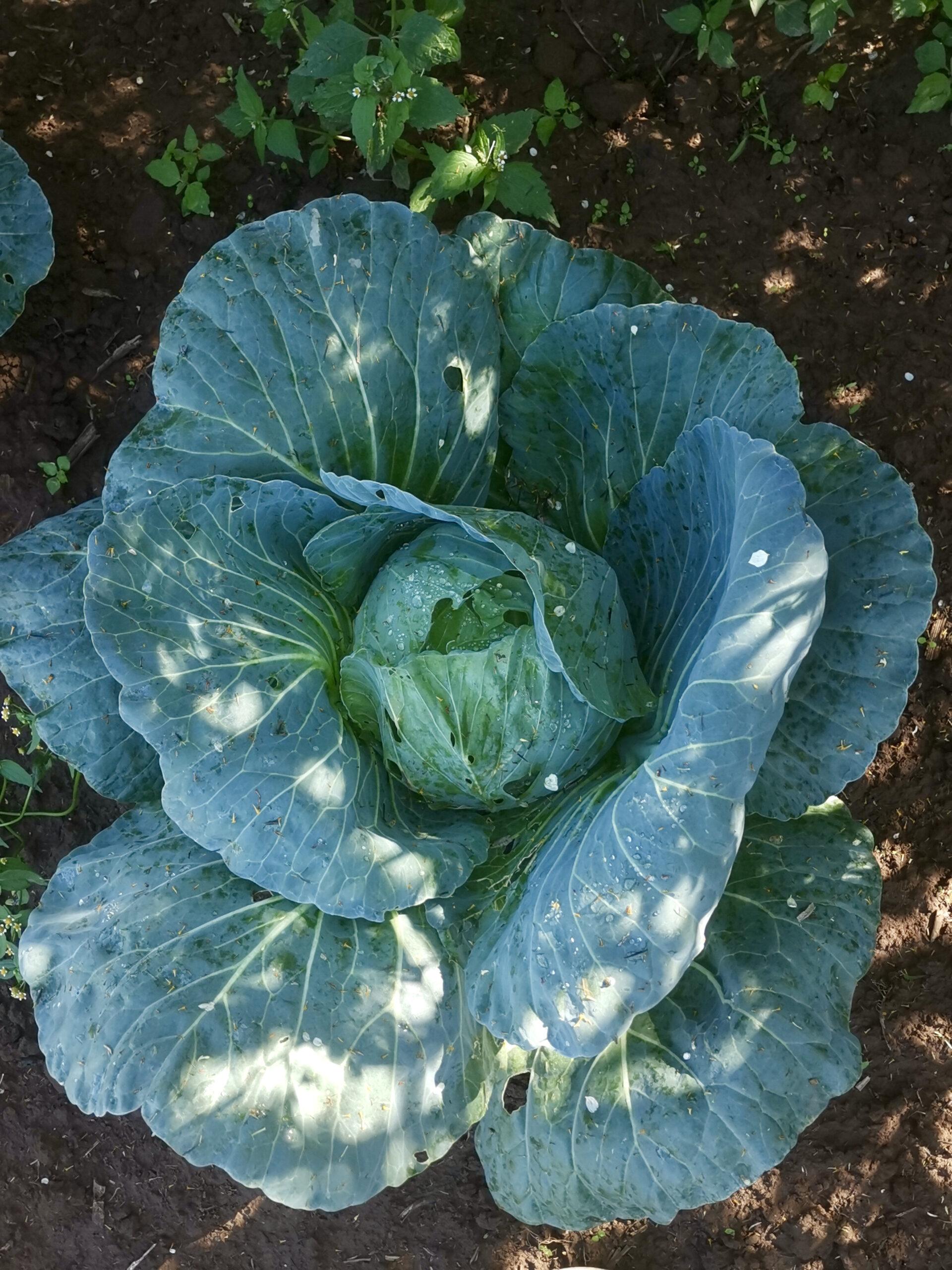 Cabbage in garden