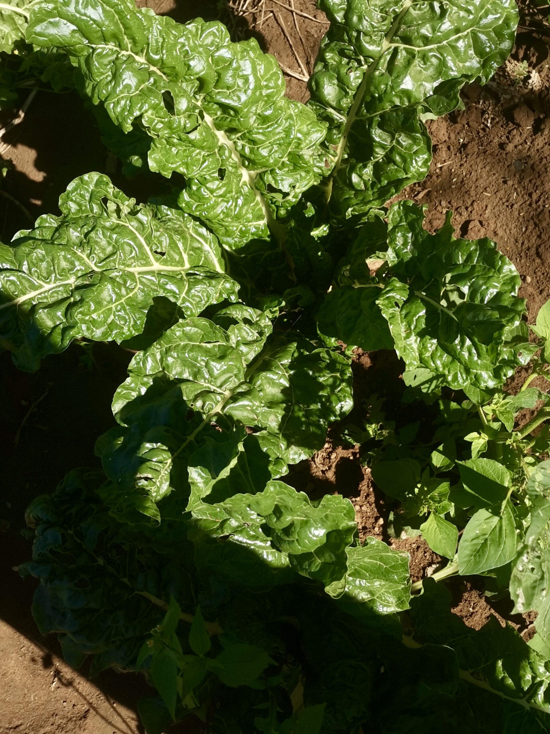 Spinach in garden