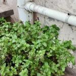 Mint growing next to a wall