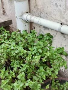 Mint growing next to a wall