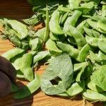 Fresh beans grown in my garden