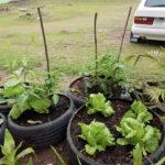 Lettuce and tomato plants