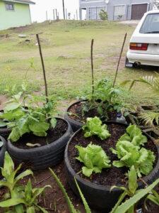 Lettuce and tomato plants