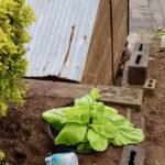 Leafy green growing in terraced vegetable patch